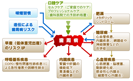 歯周病が全身におよぼす影響